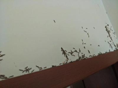 白蟻防治